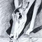 Antelope drawing