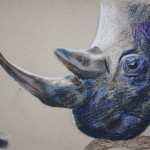 rhino oil pastels drawing
